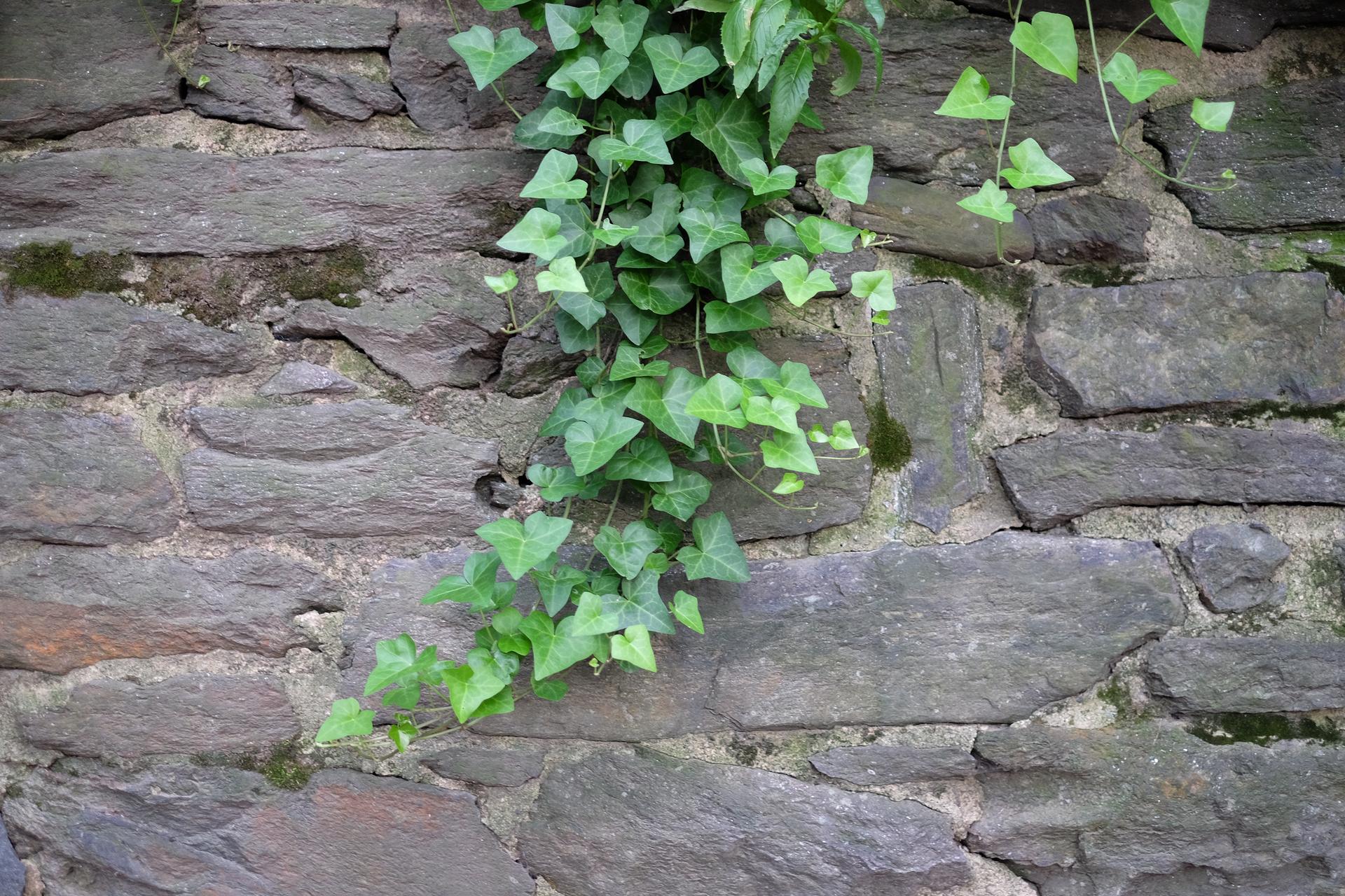 Stone Ivy